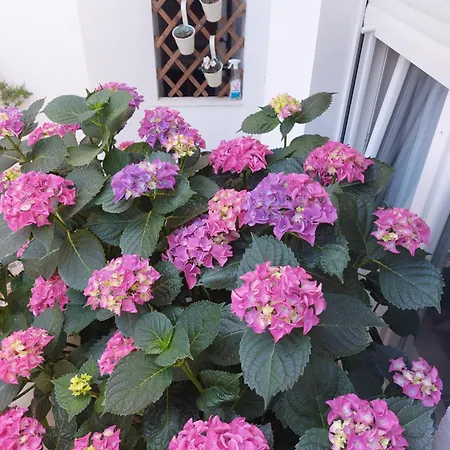 Apartmán Mirona - *